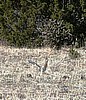 Roadrunner